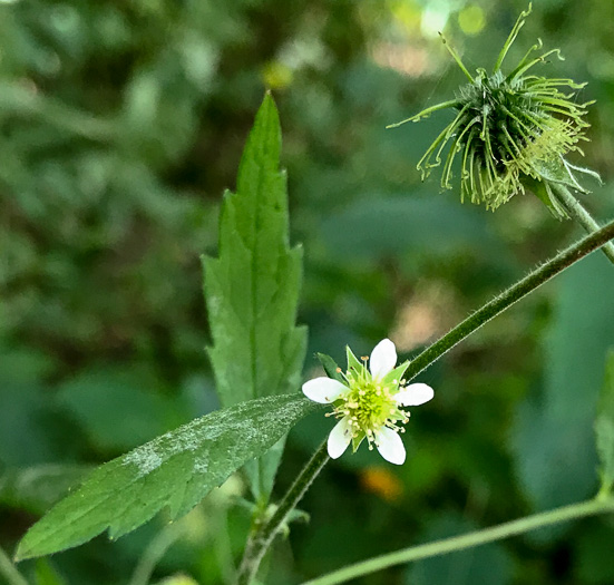 image of Geum canadense, White Avens