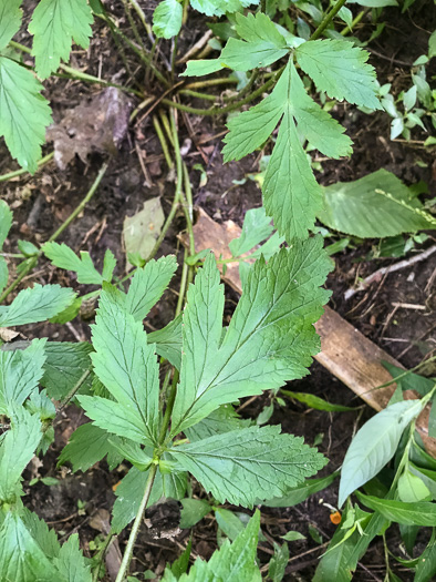 leaf or frond of Geum canadense, White Avens