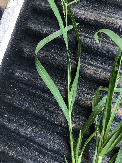 image of Eleusine indica, Goosegrass, Yard Grass, Indian Goose-grass