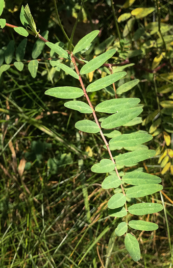 image of Astragalus canadensis var. canadensis, Canada Milkvetch