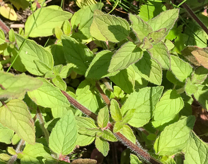 image of Clinopodium vulgare, Wild Basil