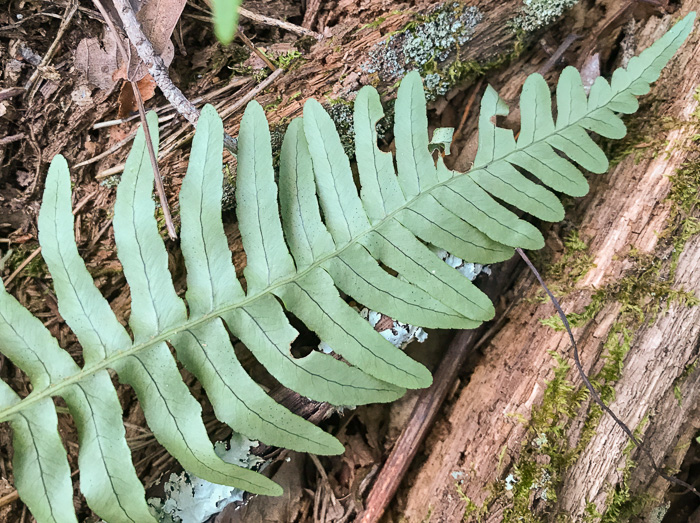 image of Polypodium virginianum, Common Rockcap Fern, Rock Polypody