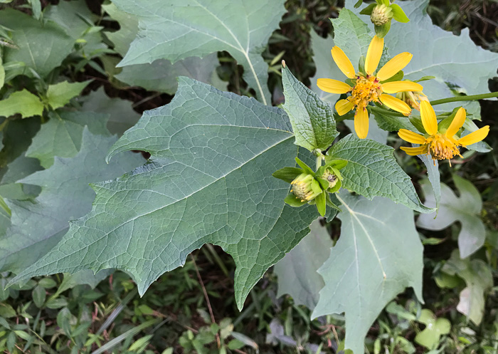 image of Smallanthus uvedalia, Bearsfoot, Hairy Leafcup, Yellow Leafcup