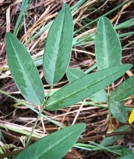 image of Desmodium paniculatum var. paniculatum, Panicled Tick-trefoil