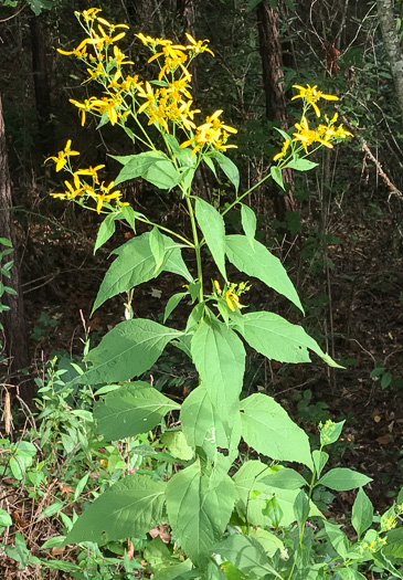 image of Verbesina occidentalis, Southern Crownbeard, Yellow Crownbeard