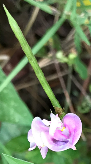 image of Strophostyles helvola, Annual Sand Bean, Beach Pea, Trailing Wild Bean, Trailing Fuzzy-Bean