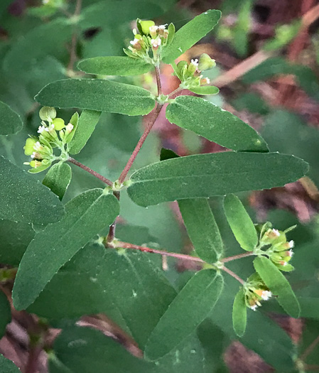 image of Croton glandulosus var. septentrionalis, Doveweed, Tooth-leaved Croton, Sand Croton, Northern Croton