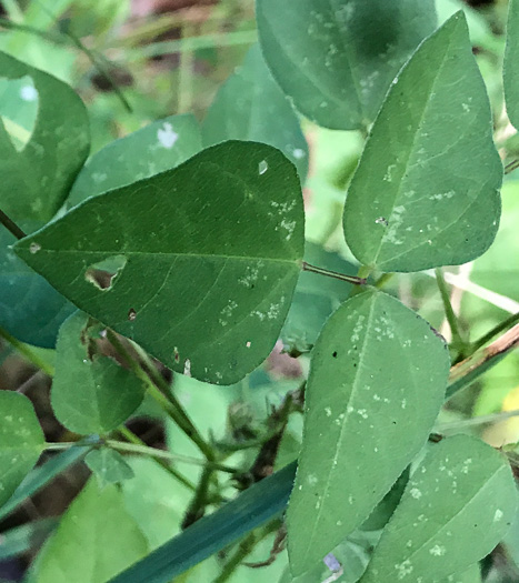 image of Strophostyles helvola, Annual Sand Bean, Beach Pea, Trailing Wild Bean, Trailing Fuzzy-Bean