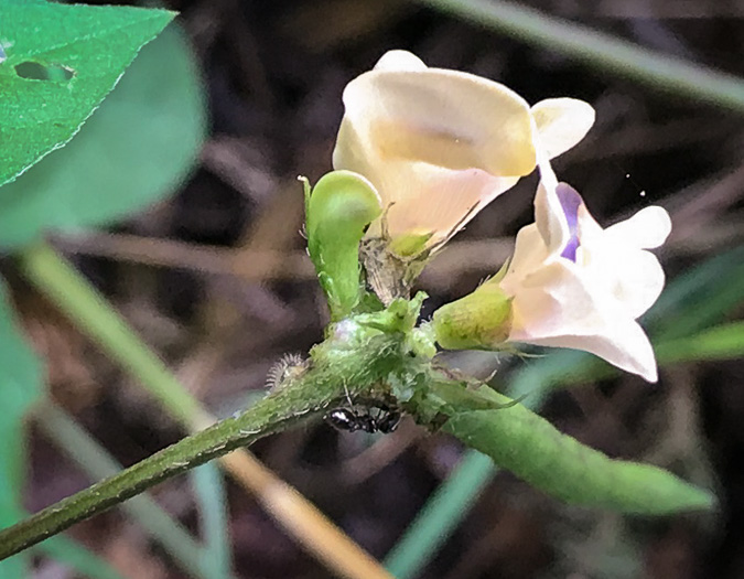 image of Strophostyles helvola, Annual Sand Bean, Beach Pea, Trailing Wild Bean, Trailing Fuzzy-Bean