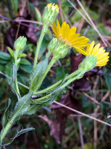 Chrysopsis mariana, Maryland Goldenaster