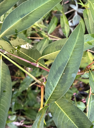 image of Persicaria pensylvanica, Pennsylvania Smartweed, Pinkweed, Common Smartweed