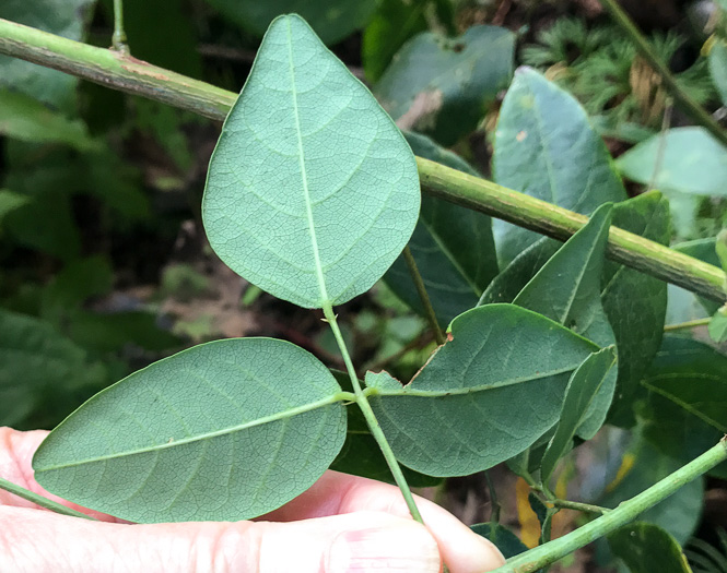 image of Desmodium laevigatum, Smooth Tick-trefoil