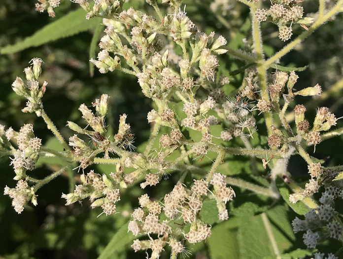 image of Eupatorium perfoliatum, Boneset