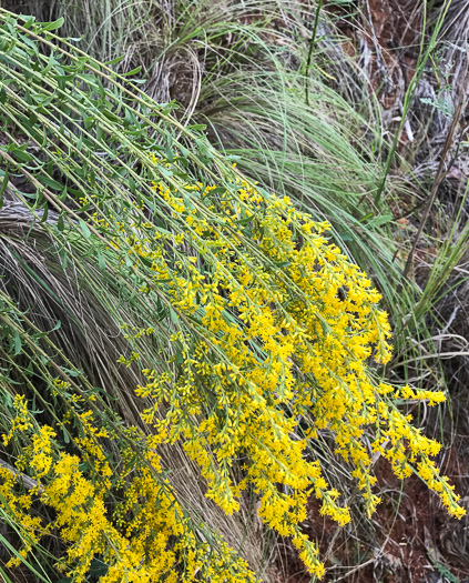 image of Solidago nemoralis ssp. nemoralis, Gray Goldenrod, Eastern Gray Goldenrod