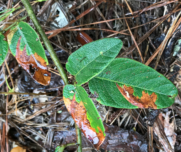 Desmodium obtusum, Stiff Tick-trefoil