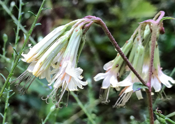 image of Nabalus serpentaria, Lion's-foot Rattlesnake-root, Gall-of-the-Earth