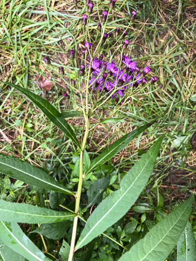 image of Vernonia gigantea, Tall Ironweed, Common Ironweed, Giant Ironweed