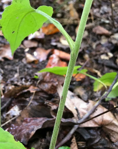 image of Symphyotrichum urophyllum, White Arrowleaf Aster, Arrowleaf Blue Wood Aster