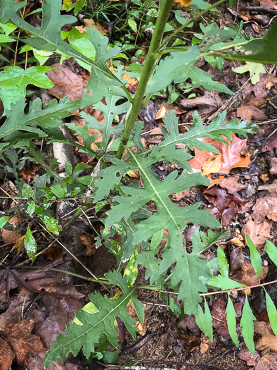 image of Aureolaria flava, Smooth False Foxglove, Smooth Oak-leach, Smooth Yellow False Foxglove