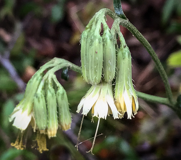 Nabalus serpentaria, Lion's-foot Rattlesnake-root, Gall-of-the-Earth