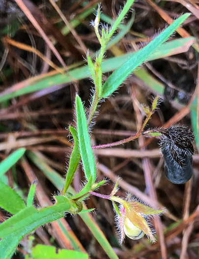 image of Crotalaria sagittalis, Arrowhead Rattlebox, Common Rattlebox