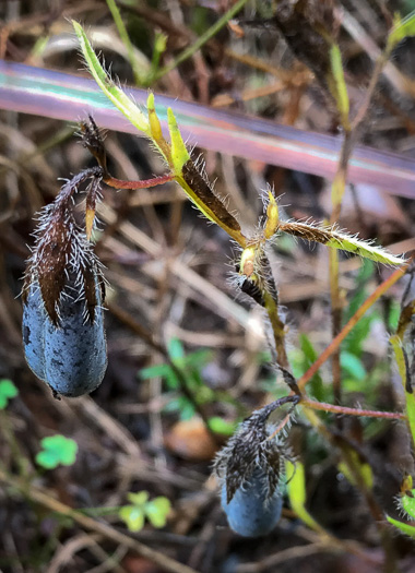 sepals or bracts of Crotalaria sagittalis, Arrowhead Rattlebox
