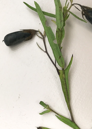 image of Crotalaria sagittalis, Arrowhead Rattlebox, Common Rattlebox