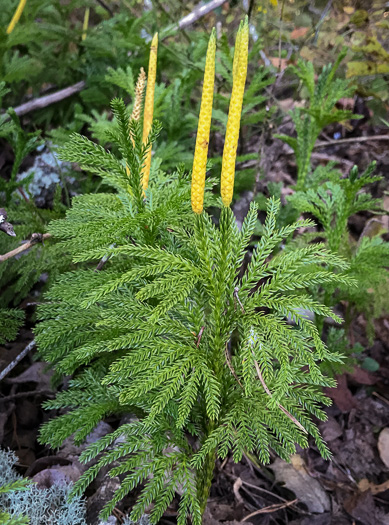 image of Dendrolycopodium obscurum, Flat-branched Tree-clubmoss, Common Ground-pine