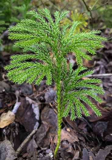 image of Dendrolycopodium obscurum, Flat-branched Tree-clubmoss, Common Ground-pine