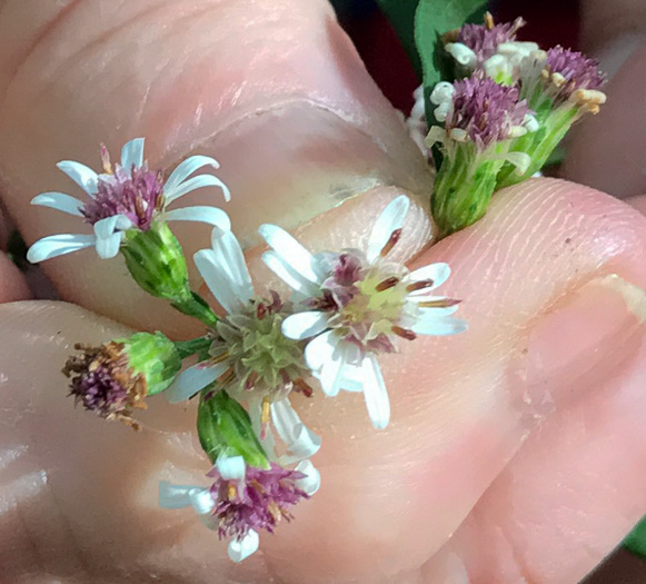 Symphyotrichum lateriflorum, Calico Aster, Starved Aster, Goblet Aster