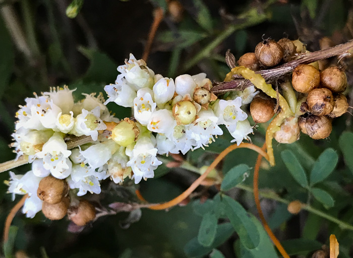 image of Cuscuta campestris, Field Dodder, Prairie Dodder, Golden Dodder