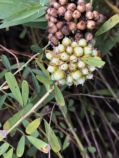 image of Cuscuta campestris, Field Dodder, Prairie Dodder, Golden Dodder