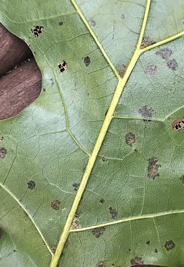 image of Quercus coccinea, Scarlet Oak