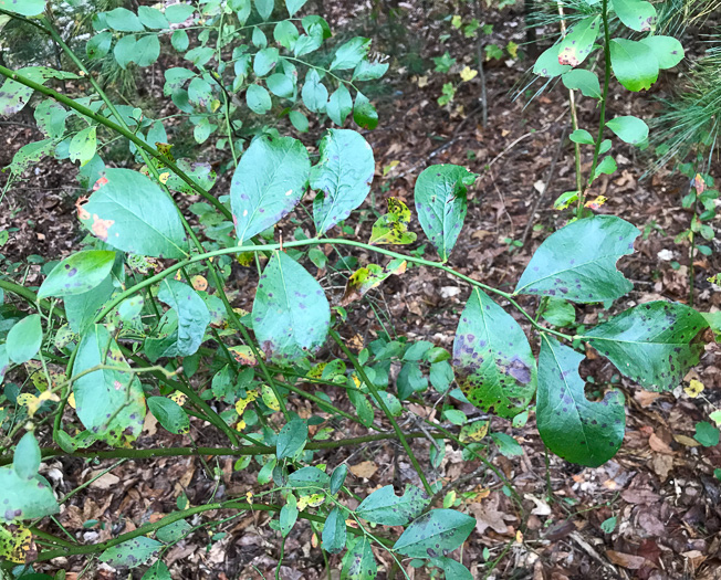 image of Vaccinium corymbosum, Smooth Highbush Blueberry, Northern Highbush Blueberry