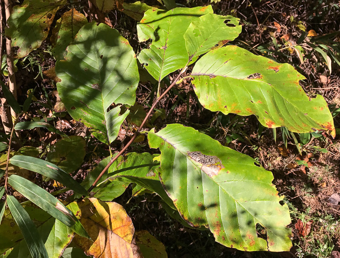 image of Magnolia acuminata var. acuminata, Cucumber Magnolia, Cucumber-tree