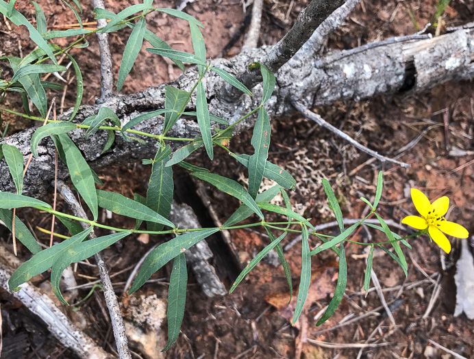 image of Coreopsis major var. rigida, Whorled Coreopsis, Stiffleaf Coreopsis, Greater Tickseed, Whorled Tickseed