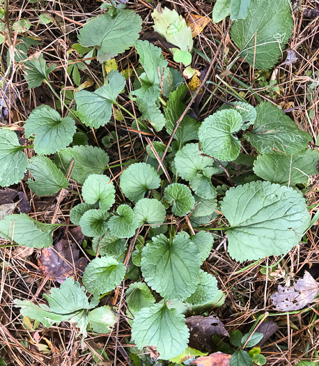 image of Packera aurea, Golden Ragwort, Heartleaf Ragwort, Golden Groundsel