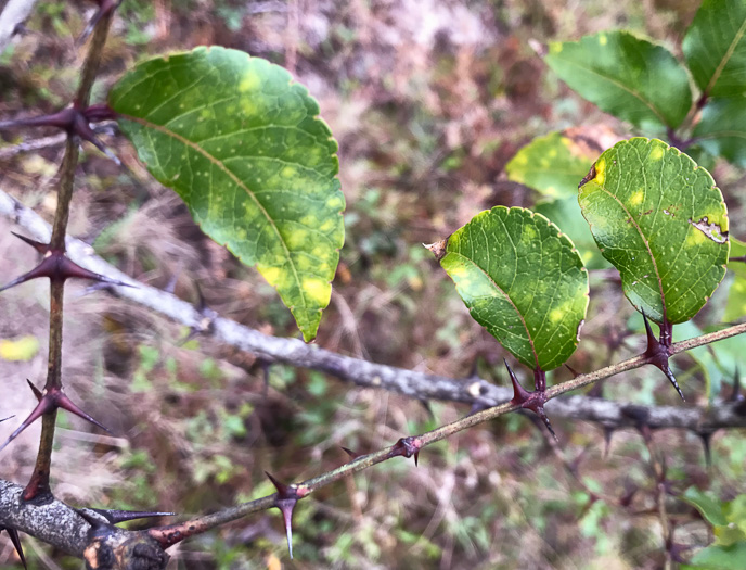 Southern Toothache Tree