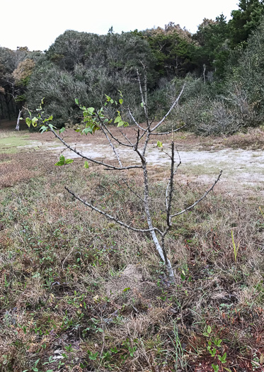 image of Zanthoxylum clava-herculis, Southern Toothache Tree, Hercules-club, Sea-ash, Southern Prickly-ash