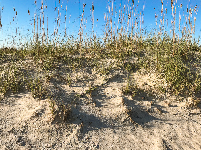 image of Uniola paniculata, Sea Oats