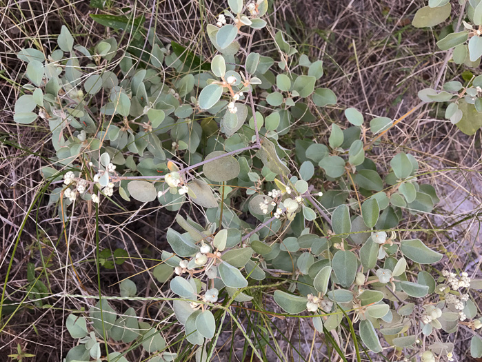 image of Croton punctatus, Silverleaf Croton, Gulf Croton, Beach-tea