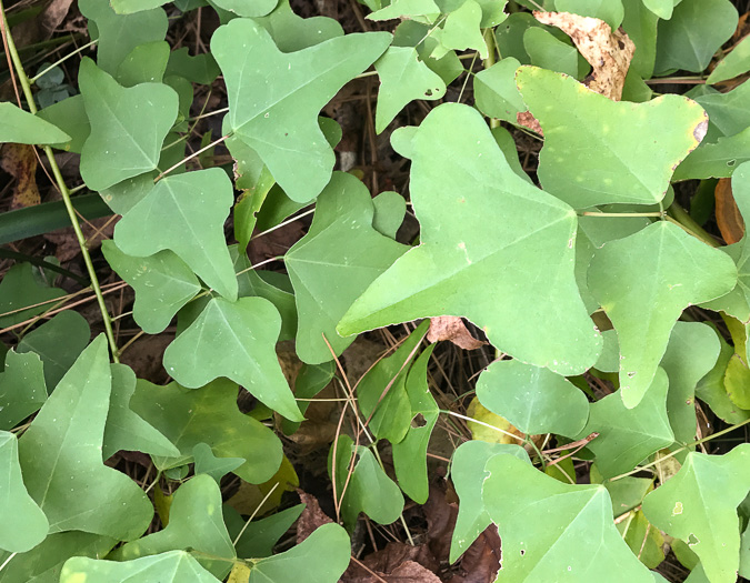 image of Erythrina herbacea, Coral-bean, Cardinal-spear