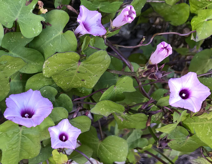 image of Ipomoea triloba, Little-bell