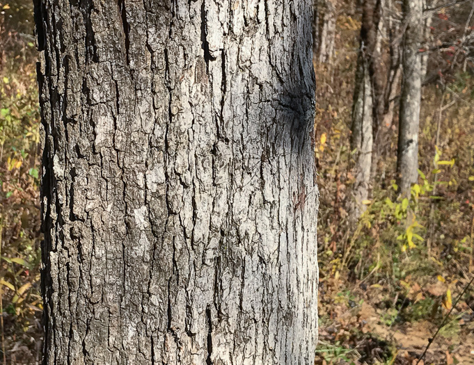 image of Quercus lyrata, Overcup Oak