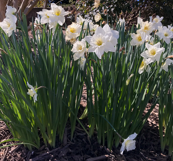 image of Narcissus ×incomparabilis, Nonesuch Daffodil
