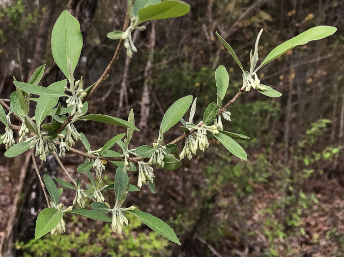 image of Elaeagnus umbellata, Autumn-olive, Spring Silverberry, Oriental Silverleaf