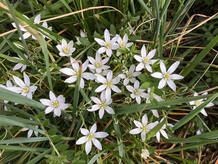 image of Ornithogalum umbellatum, Garden Star-of-Bethlehem, Snowflake, Nap-at-noon