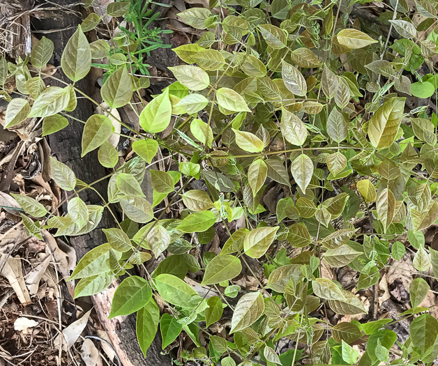 image of Wisteria sinensis, Chinese Wisteria