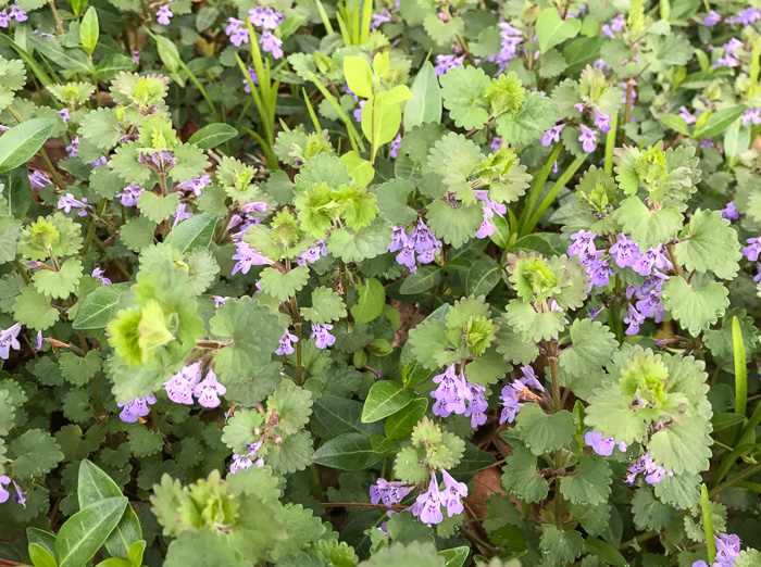 image of Glechoma hederacea, Ground Ivy, Gill-over-the-ground, Creeping Charlie