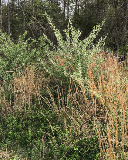 image of Elaeagnus umbellata, Autumn-olive, Spring Silverberry, Oriental Silverleaf